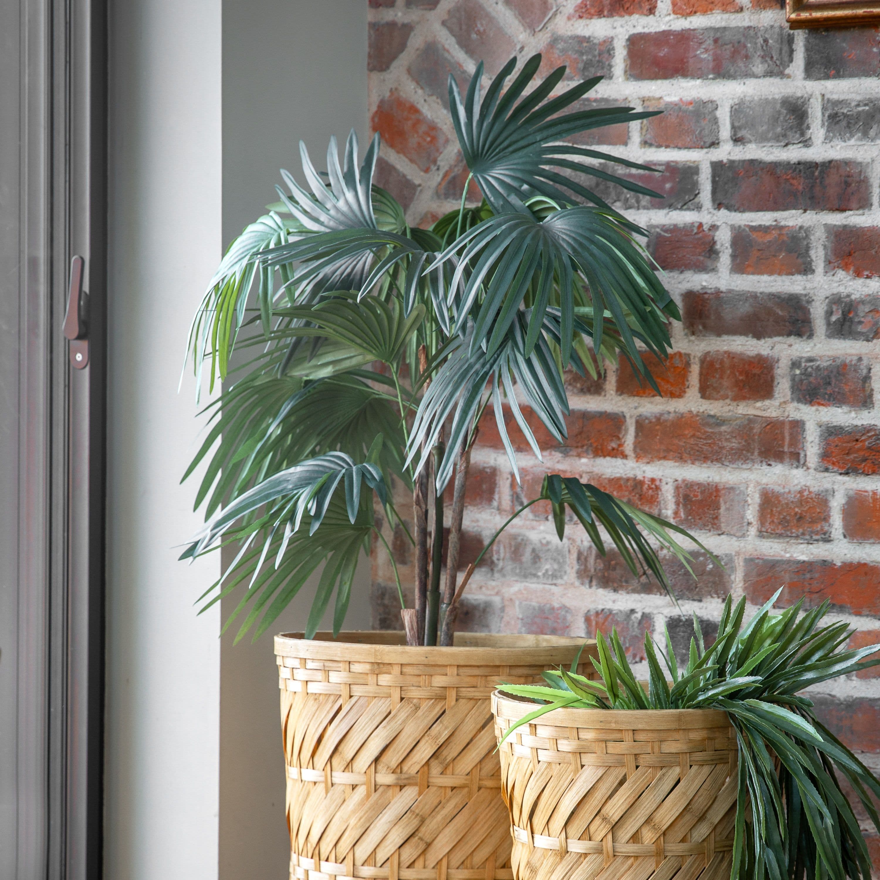 chinese palm plant indoor Chinese Fan Palm