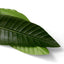 Bundle of Strelitzia leaves 36 pcs