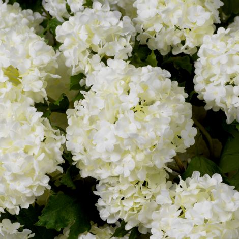 Bouquet of Hydrangeas snowball real touch 36 pcs