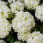 Bouquet of Hydrangeas snowball real touch 36 pcs