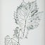 Nature's Script Framed Botanical Prints Set of 9