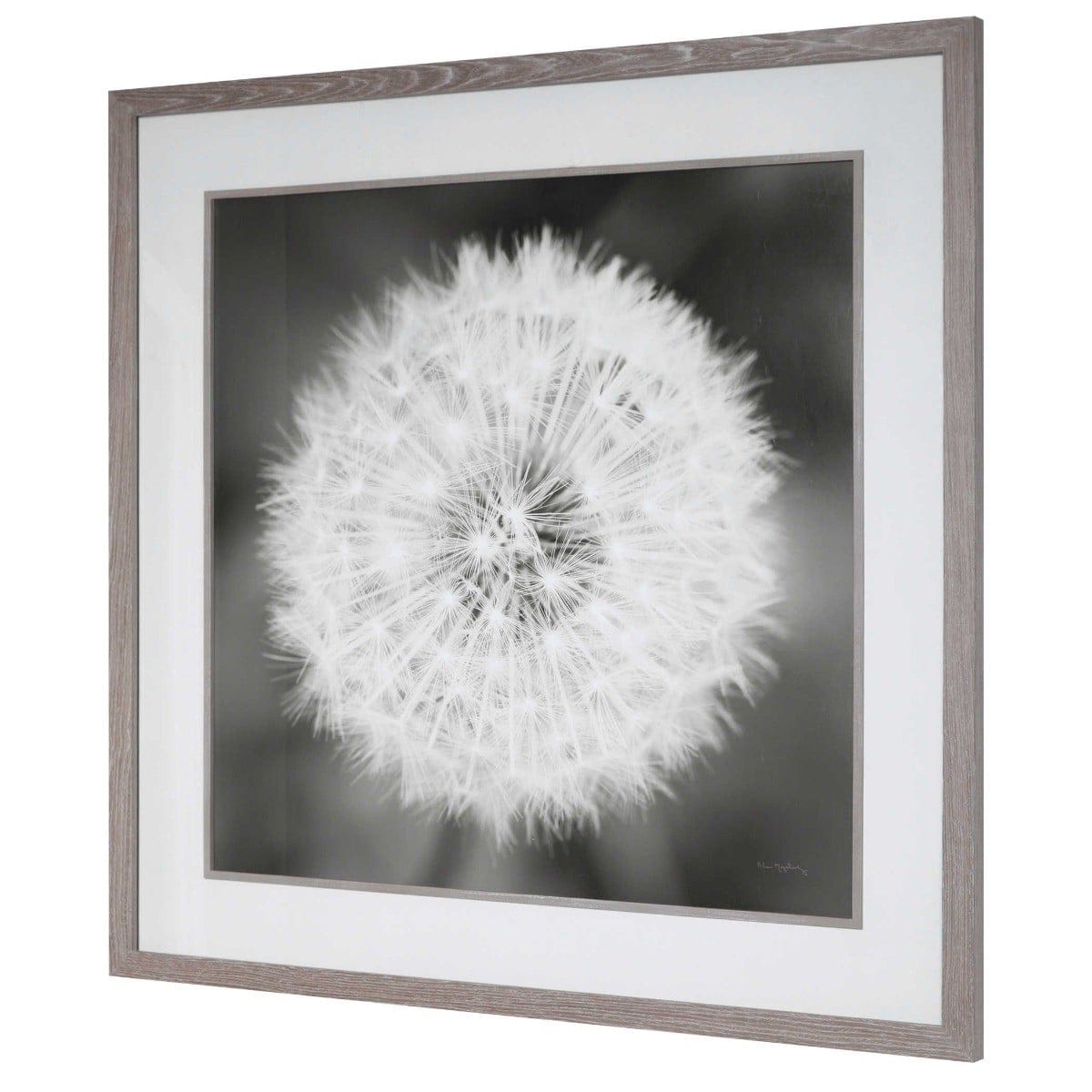 Uttermost Accessories Dandelion Seedhead Framed Print House of Isabella UK