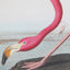 Wading Flamingo Framed Art