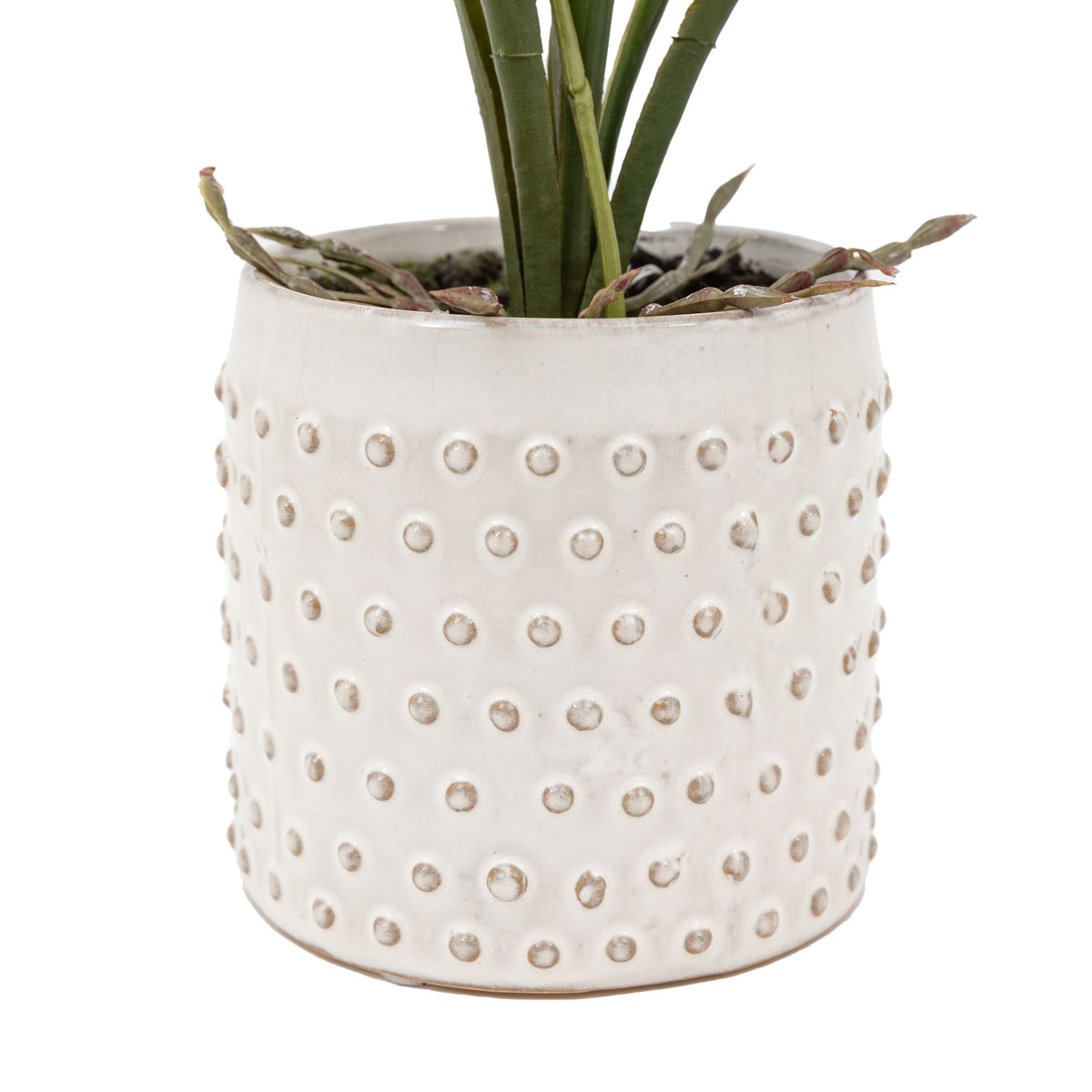 Orchid Pink in White Ceramic Dot Pot