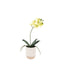 Orchid Cream in Ribbed White Ceramic Pot Small