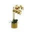 Orchid in Moss Ceramic Dot Pot Green