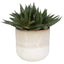 Doha Succulent Accent