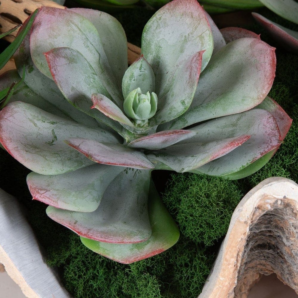 Uttermost Accessories Seaside Breeze Succulents House of Isabella UK