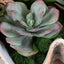 Uttermost Accessories Seaside Breeze Succulents House of Isabella UK