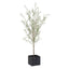 Abundance Potted Olive Tree
