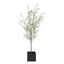 Abundance Potted Olive Tree