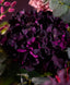 Artificial flower 72x18x18 cm HORTENSIA dark purple