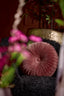 Cushion 40 cm BEREND dark old pink