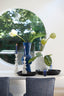 Ornament 6x6x18,5 cm JELLYFISH glass blue
