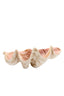 Ornament 41x25x17 cm SHELL taupe+coral