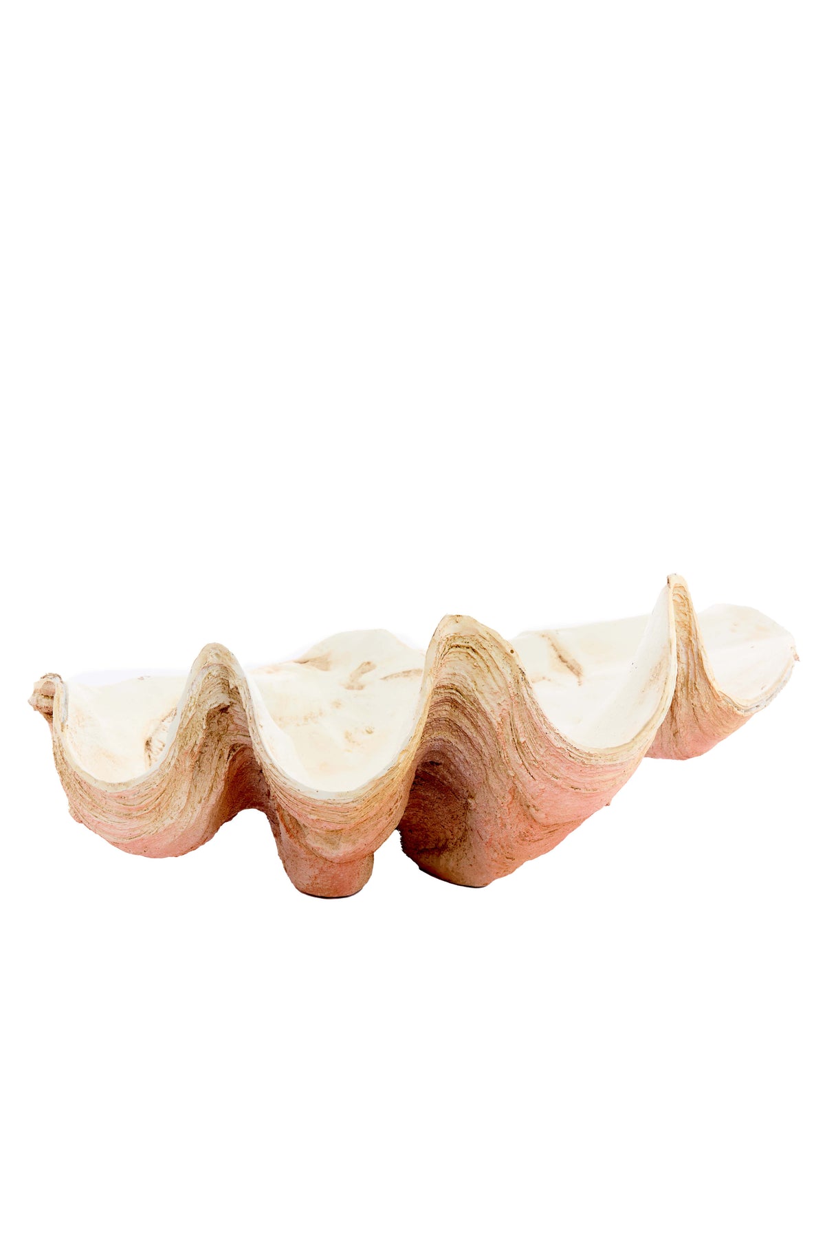 Ornament 41x25x17 cm SHELL coral+cream