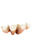 Ornament 41x25x17 cm SHELL coral+cream
