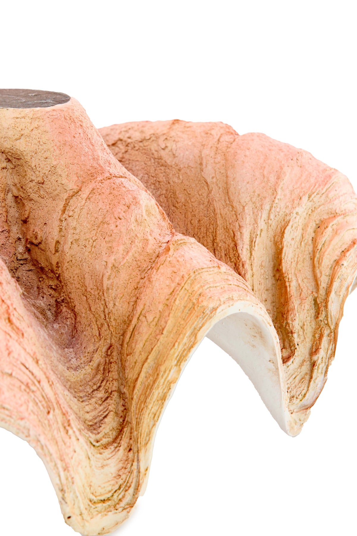 Ornament 41x25x17 cm SHELL coral+cream
