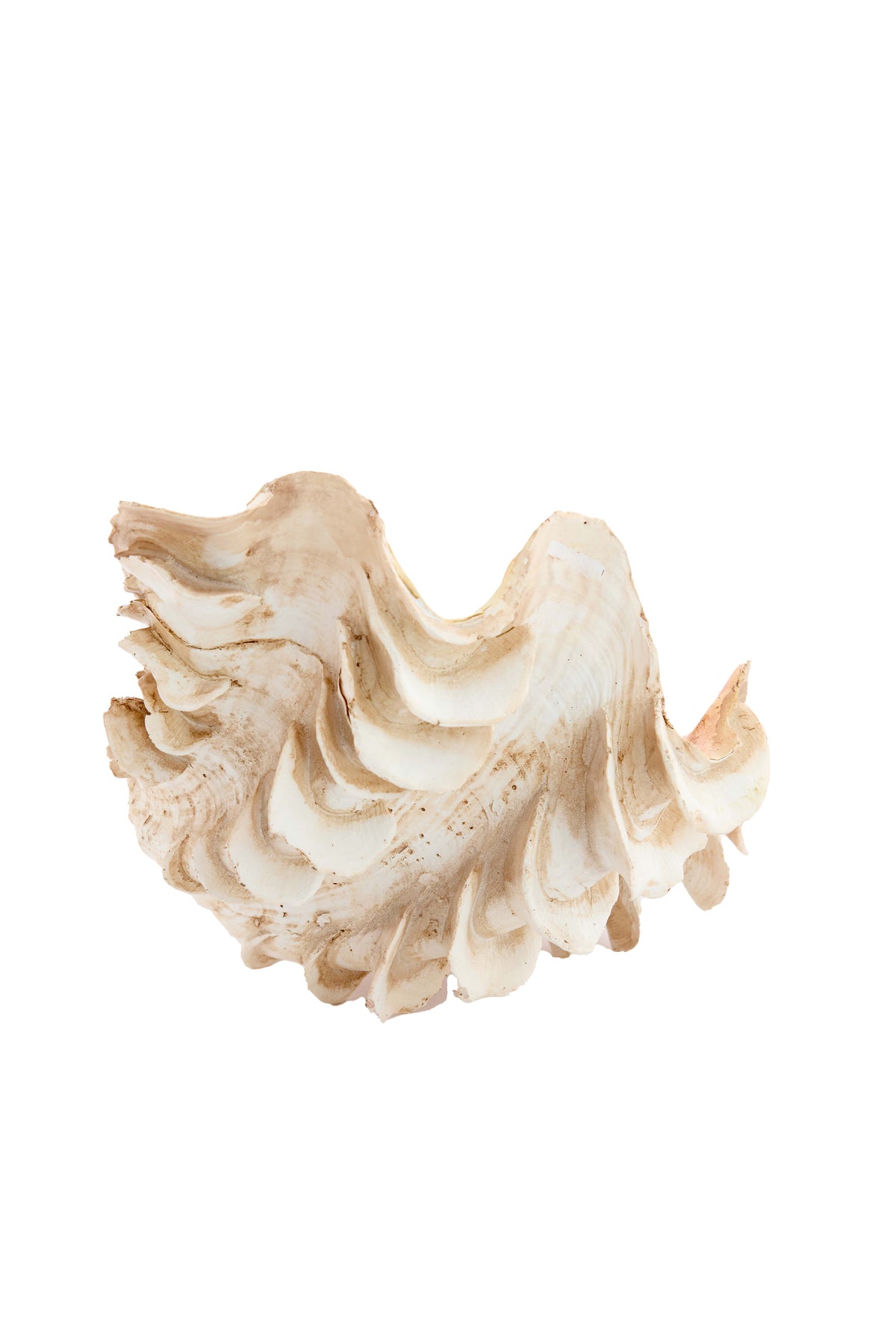 Ornament 23,5x18x11 cm SHELL cream+coral