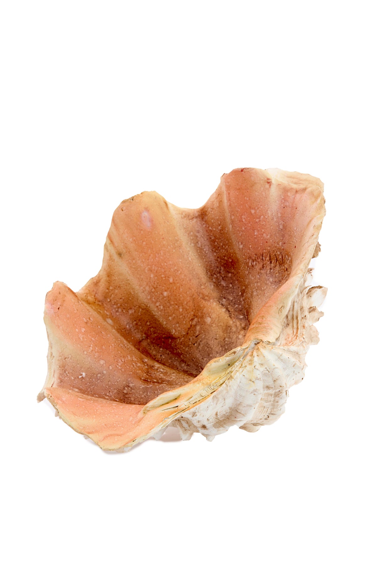 Ornament 23,5x18x11 cm SHELL cream+coral