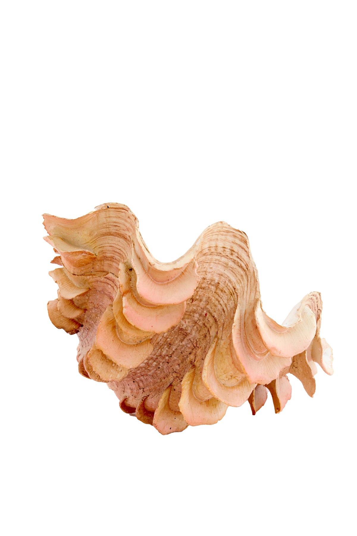 Ornament 23,5x18x11 cm SHELL coral+cream