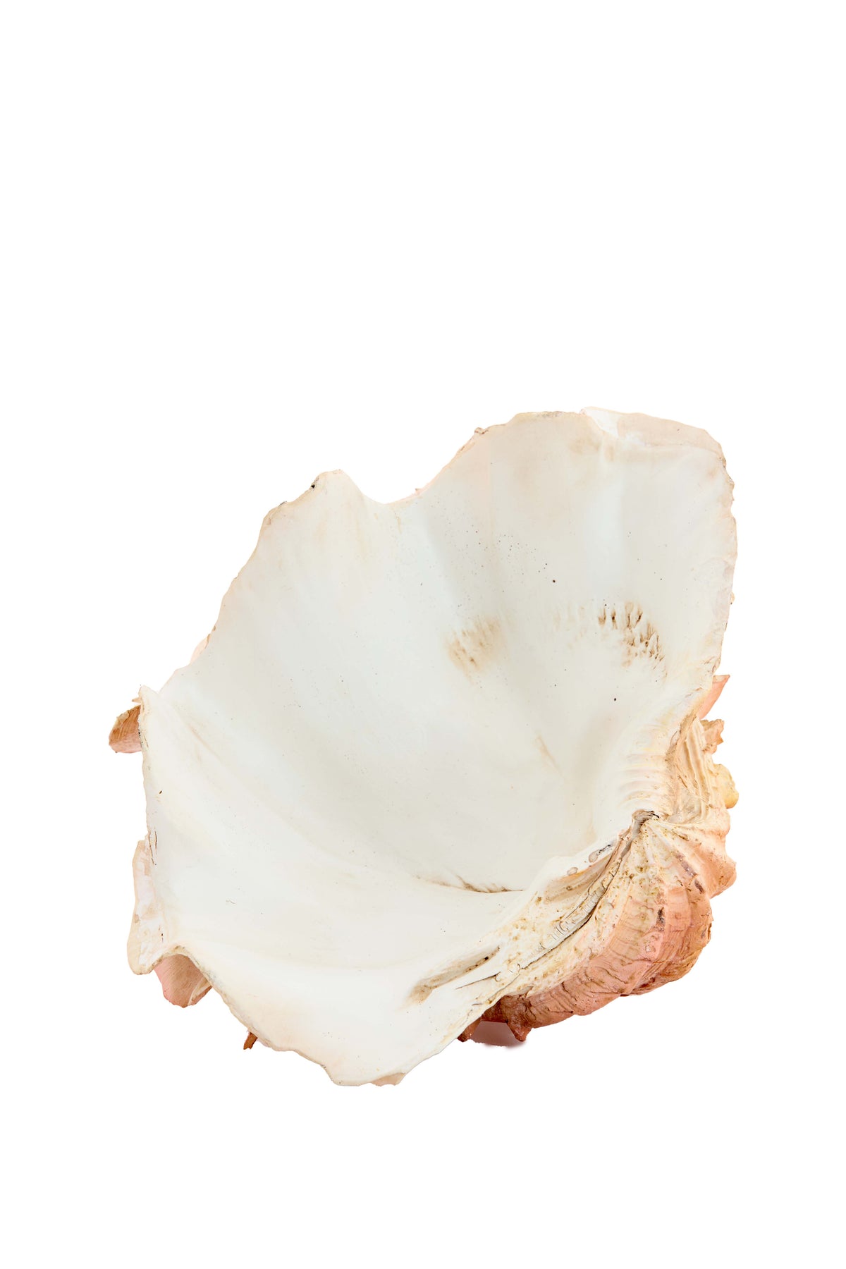 Ornament 23,5x18x11 cm SHELL coral+cream
