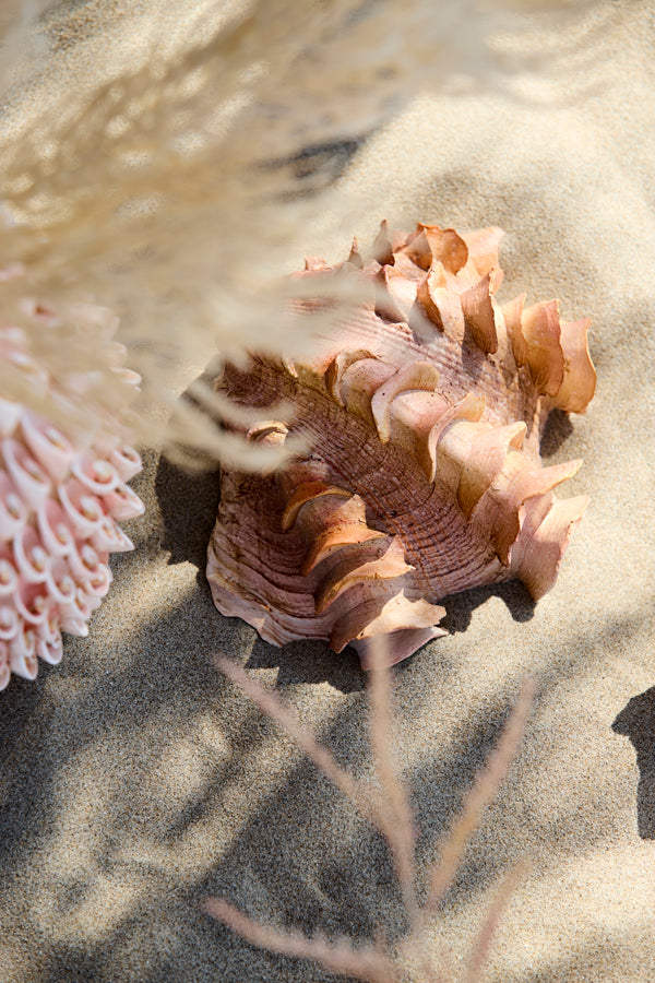 Ornament 23,5x18x11 cm SHELL coral+cream