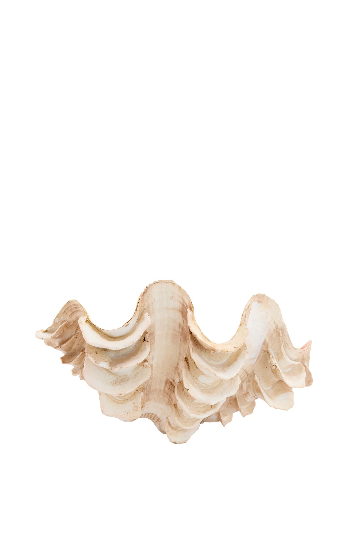 Ornament 20x12,5x7,5 cm SHELL cream+coral