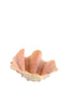 Ornament 20x12,5x7,5 cm SHELL cream+coral