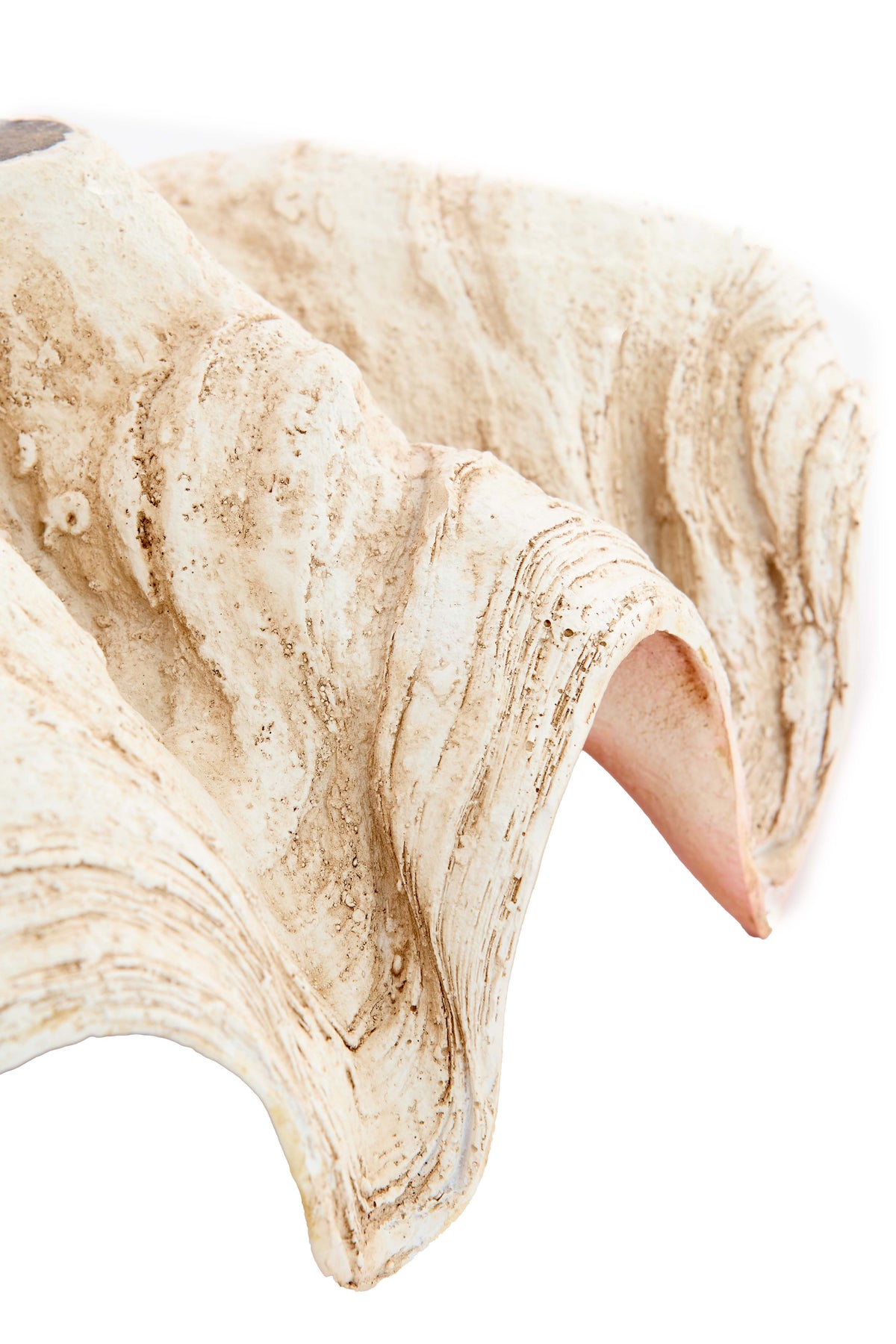 Ornament 20x12,5x7,5 cm SHELL cream+coral