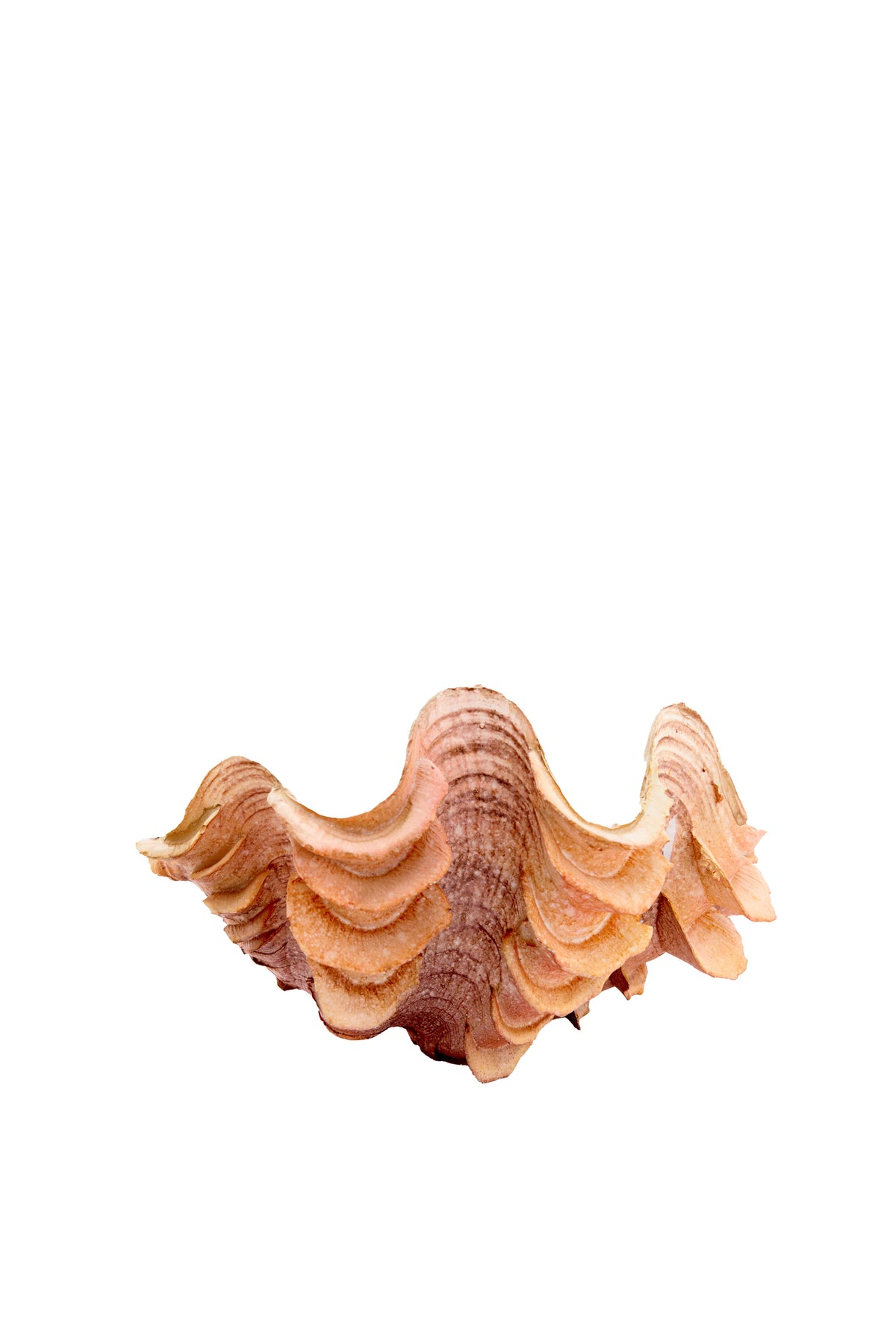 Ornament 20x12,5x7,5 cm SHELL coral+cream