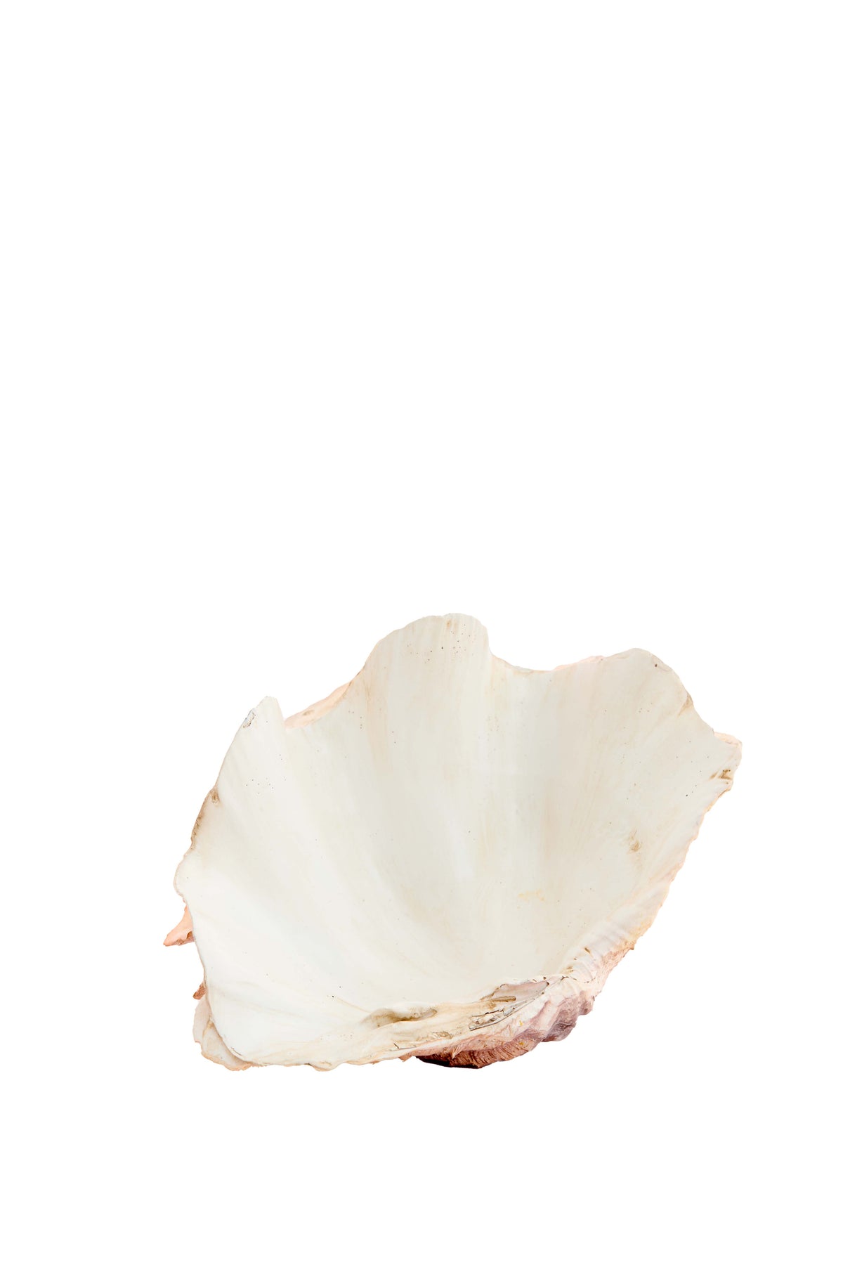Ornament 20x12,5x7,5 cm SHELL coral+cream