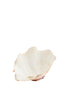 Ornament 20x12,5x7,5 cm SHELL coral+cream