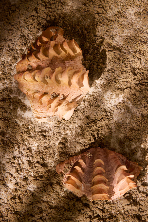 Ornament 20x12,5x7,5 cm SHELL coral+cream