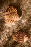 Ornament 20x12,5x7,5 cm SHELL coral+cream