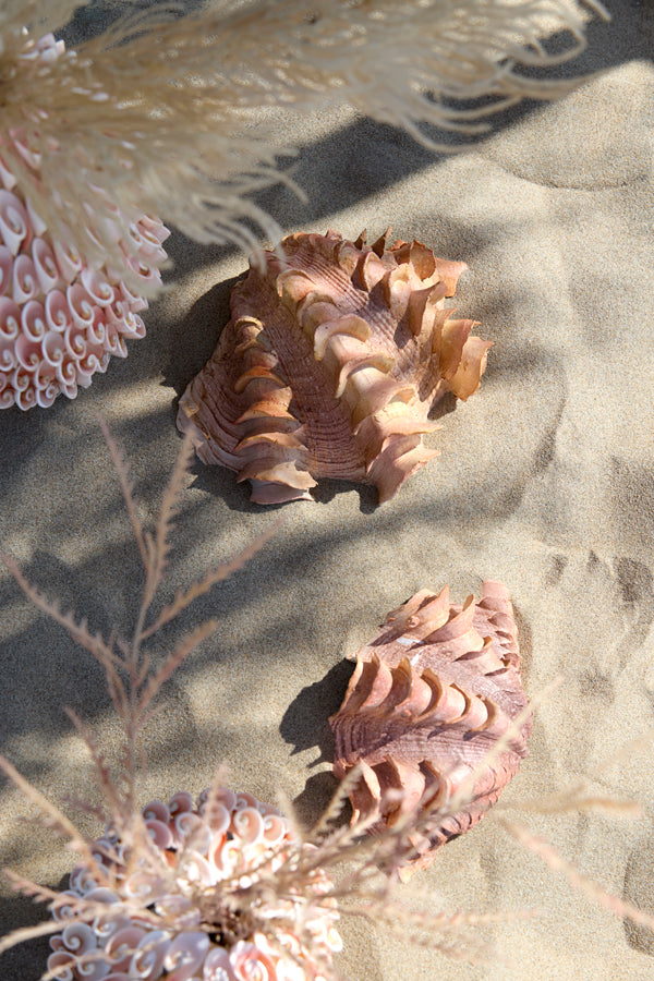 Ornament 20x12,5x7,5 cm SHELL coral+cream