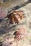 Ornament 20x12,5x7,5 cm SHELL coral+cream