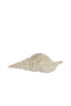Ornament 23x9,5x7,5 cm SHELL ceramics cream-sand
