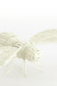 Ornament 37,5x18x6,5 cm CICADA cream