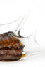 Ornament 17x5x12,5 cm FISH glass brown+cream