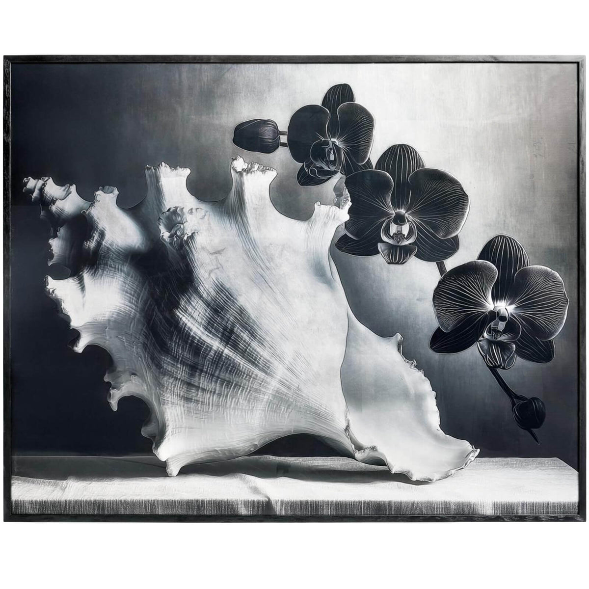 Silver Conch Photography Print