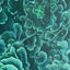Emerald Coral Framed Canvas