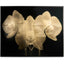 Gold Orchid Photography Print