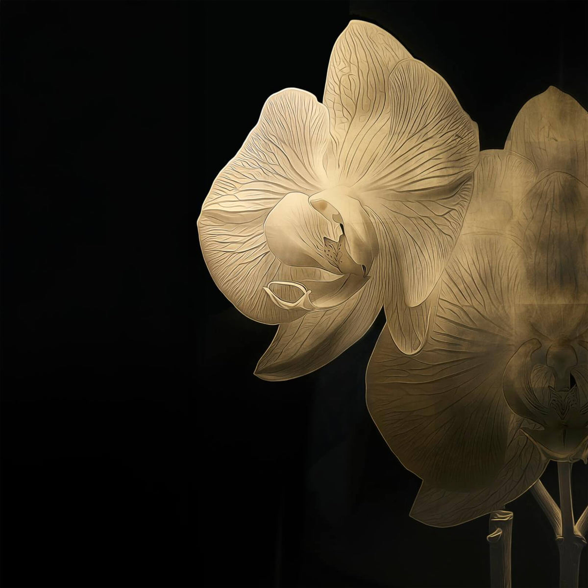 Gold Orchid Photography Print