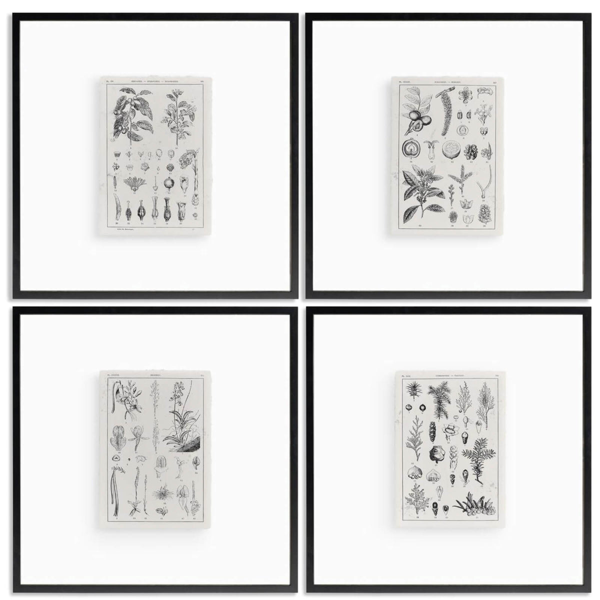 Botanica: The Art of Knowledge Framed Prints - Set of 4