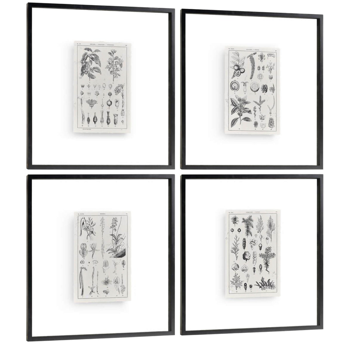 Botanica: The Art of Knowledge Framed Prints - Set of 4