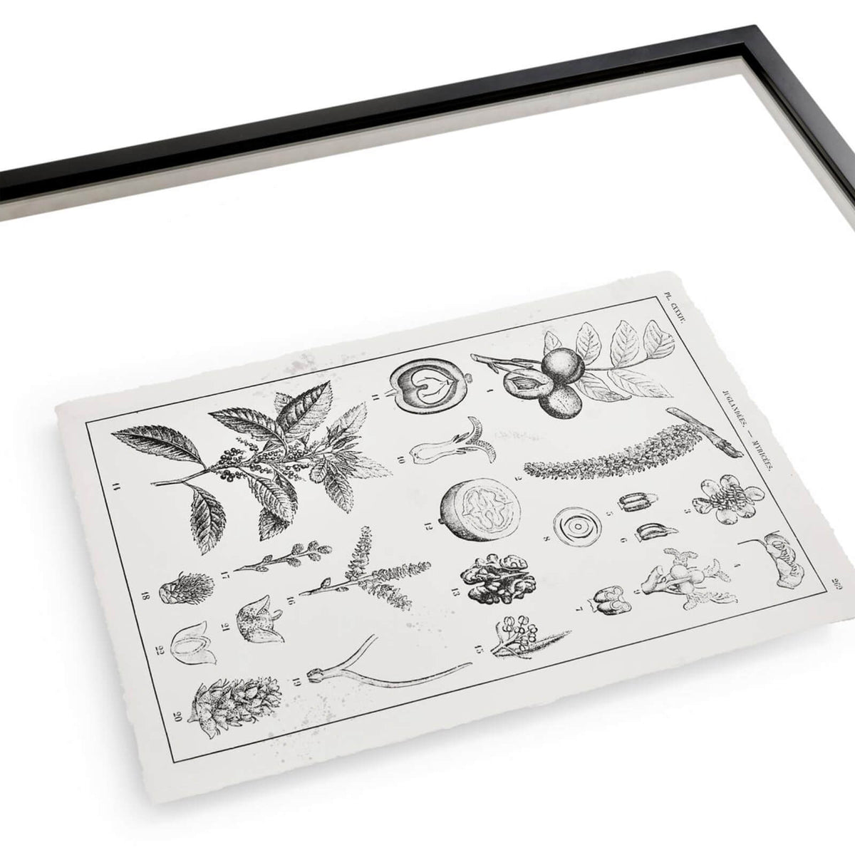 Botanica: The Art of Knowledge Framed Prints - Set of 4