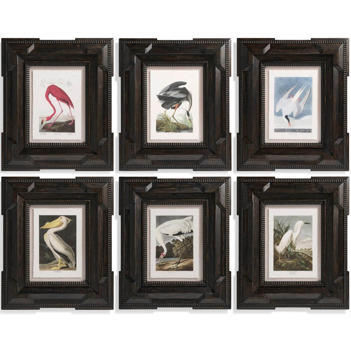 Audubon Birds Framed Prints - Set of 6