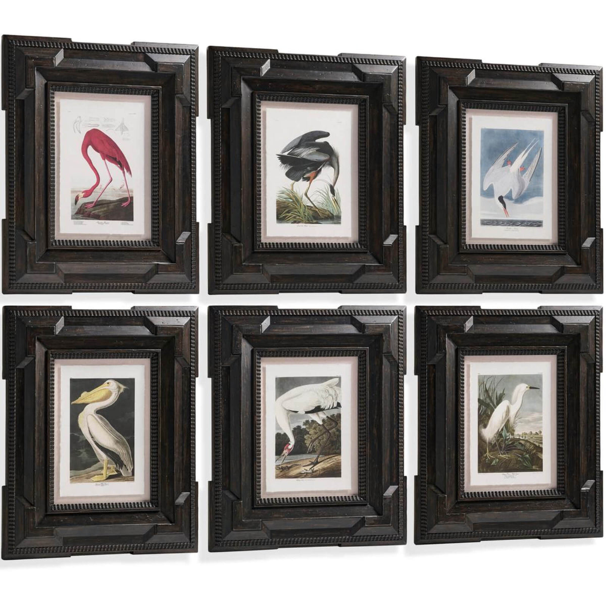 Audubon Birds Framed Prints - Set of 6