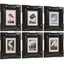 Audubon Birds Framed Prints - Set of 6